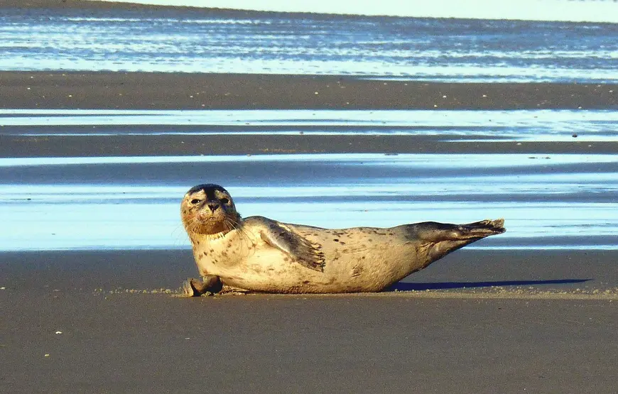 una-foca-monaca-sulla-sabbia-mentre-si-dondola-dietro-il-mare-celeste